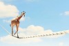 Image of giraffe walking on rope high in sky