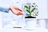 Close-up image of human hand and pot with money tree