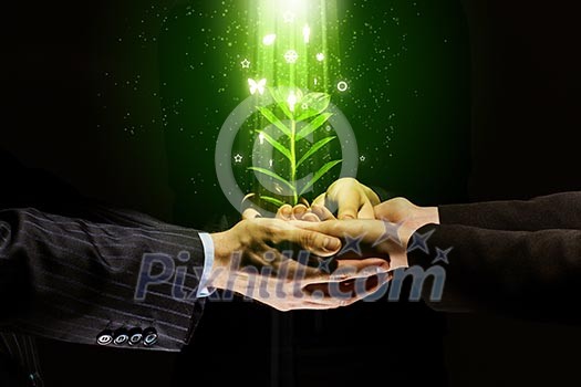 Young green sprout in human hands. Ecology concept