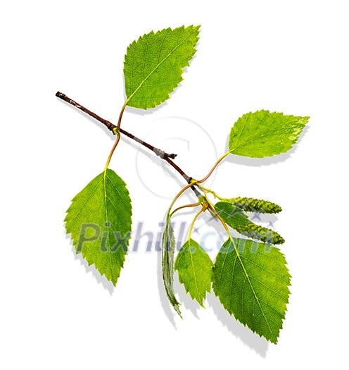 branch of birch with green leaves