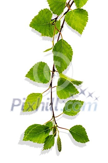 branch of birch with green leaves