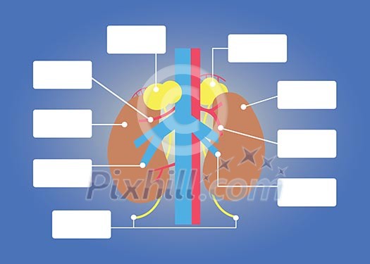 kidney anatomy vector cartoon style kidney anatomy vector cartoon style