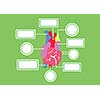 heart system vector cartoon style for use