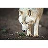 Arctic Wolf (Canis lupus arctos) aka Polar Wolf or White Wolf