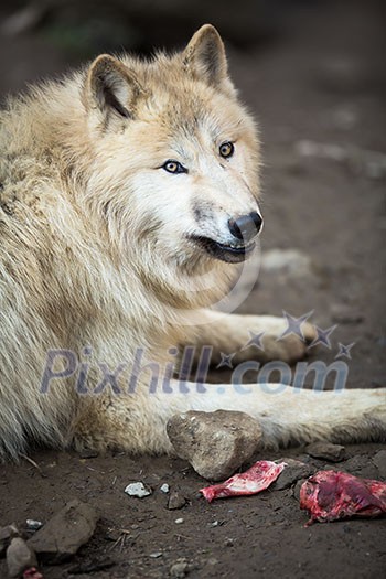 Arctic Wolf (Canis lupus arctos) aka Polar Wolf or White Wolf Arctic Wolf (Canis lupus arctos) aka Polar Wolf or White Wolf