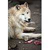 Arctic Wolf (Canis lupus arctos) aka Polar Wolf or White Wolf