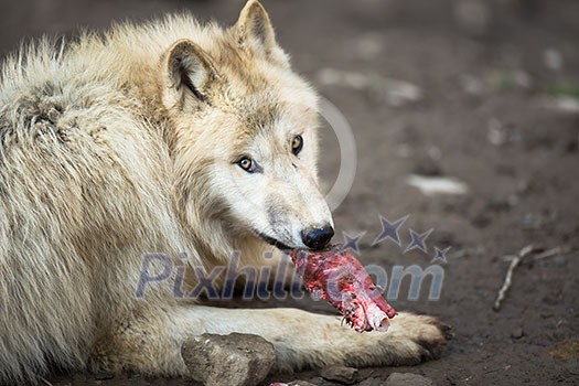 Arctic Wolf (Canis lupus arctos) aka Polar Wolf or White Wolf Arctic Wolf (Canis lupus arctos) aka Polar Wolf or White Wolf