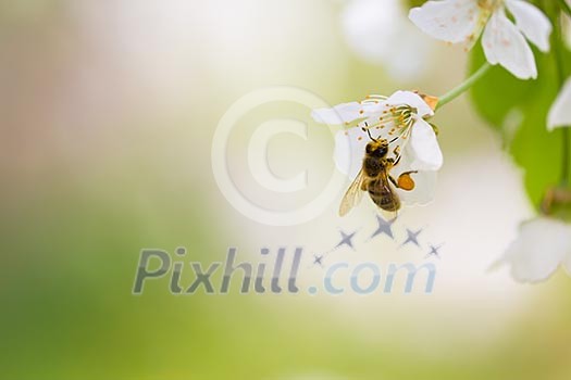 Honey bee enjoying blossoming cherry tree on a lovely spring day