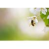 Honey bee enjoying blossoming cherry tree on a lovely spring day