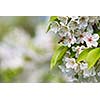 Honey bee in flight approaching blossoming cherry tree