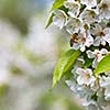 Honey bee in flight approaching blossoming cherry tree
