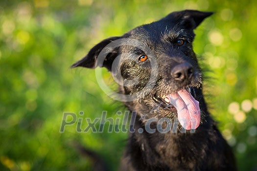 Cute dog outdoors against green lawn, looking cute with tongue out,