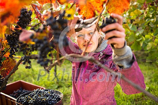 Woman picking grape during wine harvest Woman picking grape during wine harvest