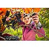 Woman picking grape during wine harvest