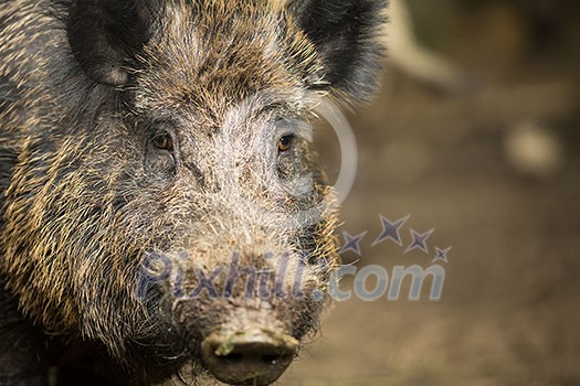 Wild boar (Sus scrofa) Wild boar (Sus scrofa)