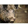 Wild boar (Sus scrofa)