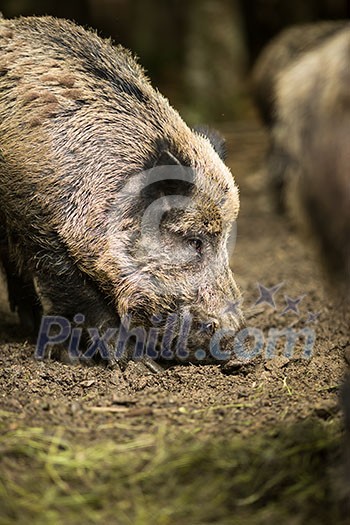 Wild boar (Sus scrofa) Wild boar (Sus scrofa)