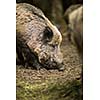 Wild boar (Sus scrofa)