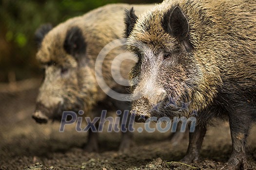 Wild boar (Sus scrofa) Wild boar (Sus scrofa)