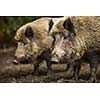 Wild boar (Sus scrofa)