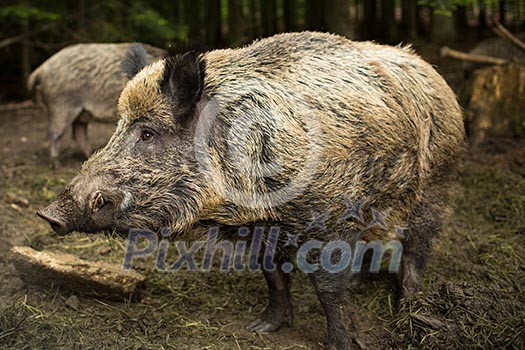 Wild boar (Sus scrofa) Wild boar (Sus scrofa)