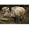 Wild boar (Sus scrofa)