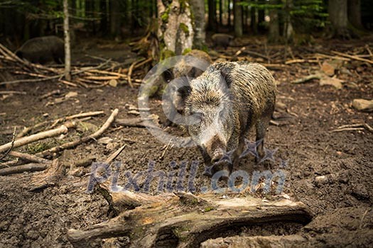 Wild boar (Sus scrofa) Wild boar (Sus scrofa)