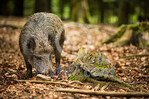 Wild boar (Sus scrofa) Wild boar (Sus scrofa)