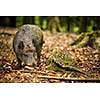 Wild boar (Sus scrofa)