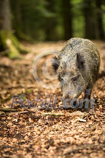 Wild boar (Sus scrofa) Wild boar (Sus scrofa)