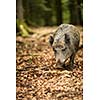 Wild boar (Sus scrofa)