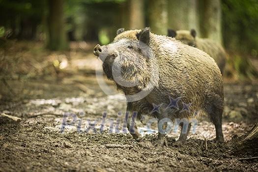 Wild boar (Sus scrofa) Wild boar (Sus scrofa)