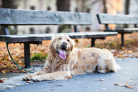 Cute dog waiting patiently for his master on a city street