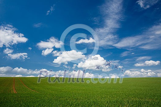lovely summer field with blue sky
