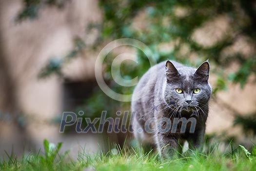 Cat outdoors on a green lawn, walking towards you