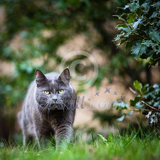 Cat outdoors on a green lawn, walking towards you