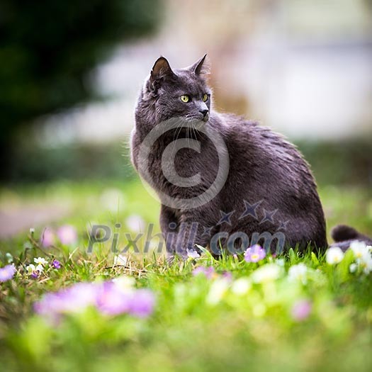 Cute kitty cat outdoors on a green lawn
