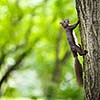 Closeup of a red squirrel (Sciurus vulgaris)