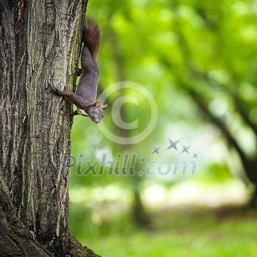 Closeup of a red squirrel (Sciurus vulgaris)