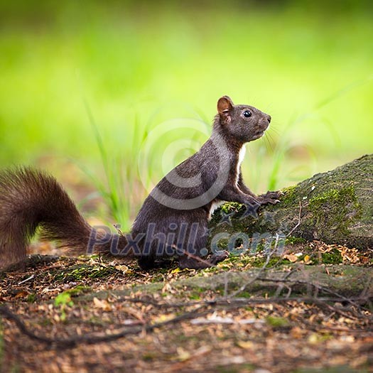 Closeup of a red squirrel (Sciurus vulgaris)