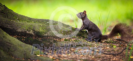 Closeup of a red squirrel (Sciurus vulgaris)