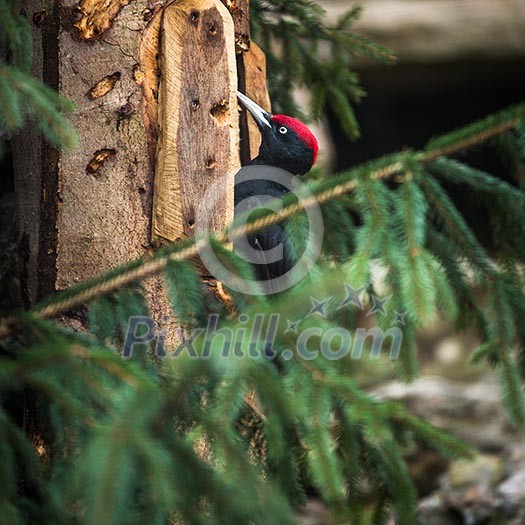 Black Woodpecker (Dryocopus martius) Black Woodpecker (Dryocopus martius)