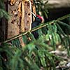 Black Woodpecker (Dryocopus martius)
