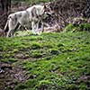 Gray/Eurasian wolf (Canis lupus)