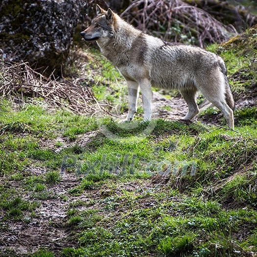 Gray/Eurasian wolf (Canis lupus)