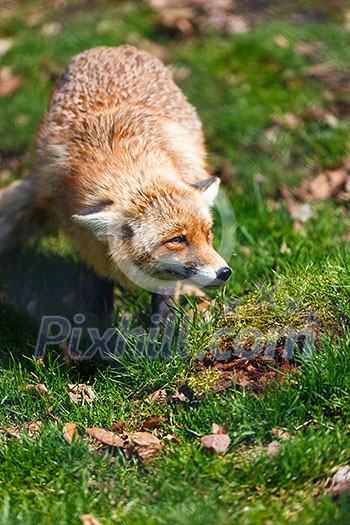 Red Fox (Vulpes vulpes) Red Fox (Vulpes vulpes)
