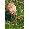 Red Fox (Vulpes vulpes)