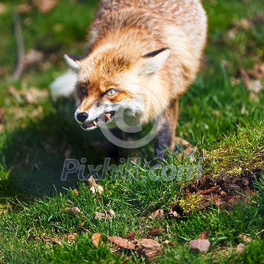 Red Fox (Vulpes vulpes) Red Fox (Vulpes vulpes)