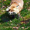 Red Fox (Vulpes vulpes)