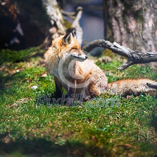 Red Fox (Vulpes vulpes) Red Fox (Vulpes vulpes)